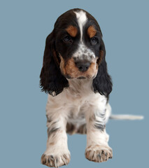Portrait of a purebred English Cocker Spaniel puppy. Age 2 months. The color of the blue roan and tan. In the background there is a beautiful gradient background.