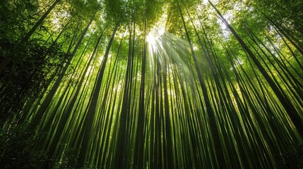 National Geographic Bamboo forest with sun rays filtering through the tall, green stalks.