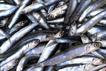 Fototapeta premium European anchovy (Engraulis encrasicolus), a small, schooling fish widely found in the Black Sea and Mediterranean, known for its rich flavor
