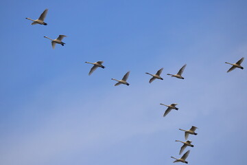 Fototapeta premium Canadian snow geese on migration, flying together in formation. 