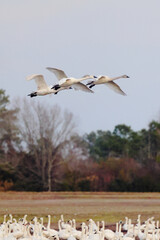 Canadian snow geese on migration, flying together in formation. 