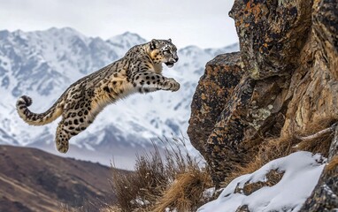 Fototapeta premium National Geographic Majestic Snow Leopard leaping between jagged cliffs, its thick fur blending into the icy Himalayan landscape