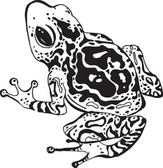 frog vector illustration