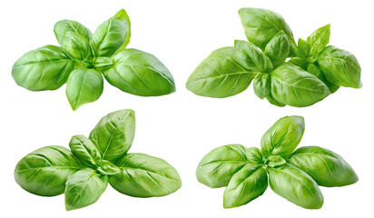 Set of fresh green basil leaves, isolated on transparent cutout background
