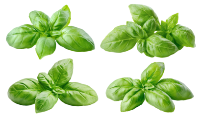 Set of fresh green basil leaves, isolated on transparent cutout background