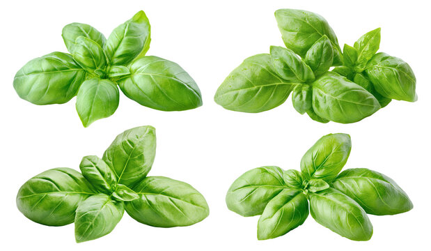 Set of fresh green basil leaves, isolated on transparent cutout background