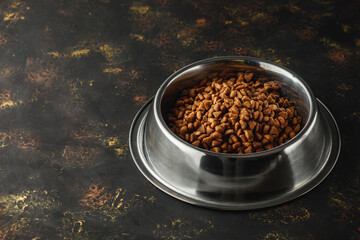 Hungry Scottish Fold Cat Eating Food