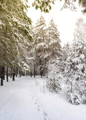 Snowy forest with trees covered in snow