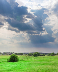 Field of grass with a tree in the middle