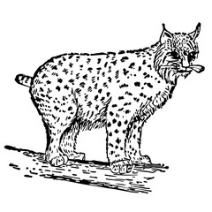 Lynx Bobcat Illustration Vintage Style