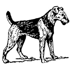Airedale Dog Illustration Vintage Style Vector