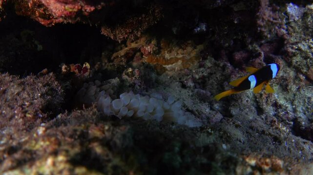 Red Sea anemonefish (Amphiprion bicinctus) and bubble-tip anemone, underwater video footage