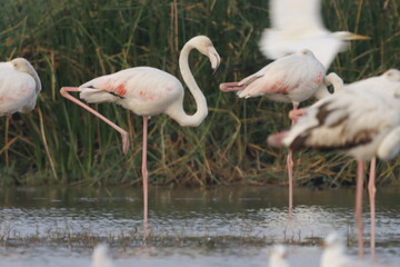This breathtaking image captures a flamingo in its natural habitat at Bhigwan, Maharashtra, a renowned birdwatching destination. With its elegant long legs, curved neck, and striking pink feathers, th