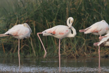 This breathtaking image captures a flamingo in its natural habitat at Bhigwan, Maharashtra, a renowned birdwatching destination. With its elegant long legs, curved neck, and striking pink feathers, th