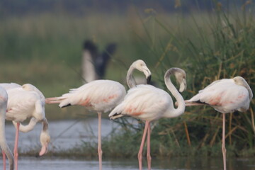 This breathtaking image captures a flamingo in its natural habitat at Bhigwan, Maharashtra, a...