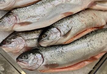 Raw steaks of rainbow trout chilled on shallow ice at the seafood market. An open shelf at the fish market