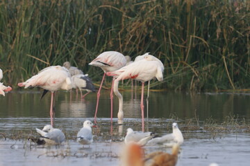 This breathtaking image captures a flamingo in its natural habitat at Bhigwan, Maharashtra, a...