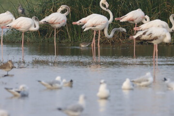This breathtaking image captures a flamingo in its natural habitat at Bhigwan, Maharashtra, a renowned birdwatching destination. With its elegant long legs, curved neck, and striking pink feathers, th
