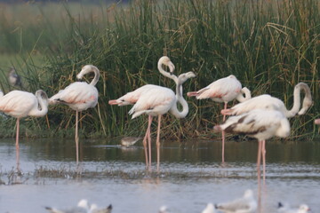 This breathtaking image captures a flamingo in its natural habitat at Bhigwan, Maharashtra, a renowned birdwatching destination. With its elegant long legs, curved neck, and striking pink feathers, th