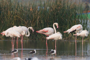 This breathtaking image captures a flamingo in its natural habitat at Bhigwan, Maharashtra, a...