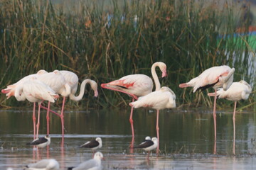 This breathtaking image captures a flamingo in its natural habitat at Bhigwan, Maharashtra, a...