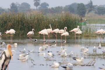 This breathtaking image captures a flamingo in its natural habitat at Bhigwan, Maharashtra, a...