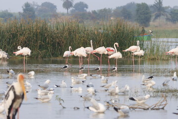 This breathtaking image captures a flamingo in its natural habitat at Bhigwan, Maharashtra, a...