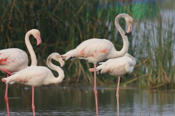 This breathtaking image captures a flamingo in its natural habitat at Bhigwan, Maharashtra, a renowned birdwatching destination. With its elegant long legs, curved neck, and striking pink feathers, th