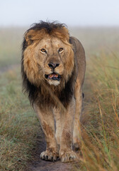 Great Lion Lorkulup walking in high grass of savanna Maasai Mara national reserve in Africa on foggy morning