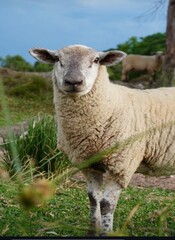 Ovelha branca em fazenda. Sufolk raça de qualidade em carne.