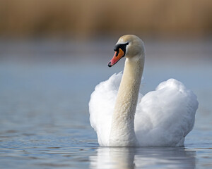 Schwan gleitet majestetisch über den See