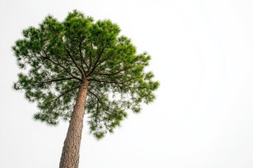 Pine tree against white sky