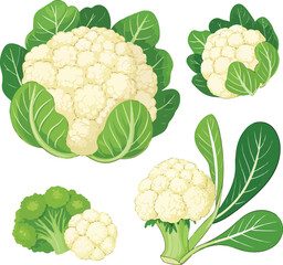Cauliflower in white background illustration vector design, Cauliflower vector design