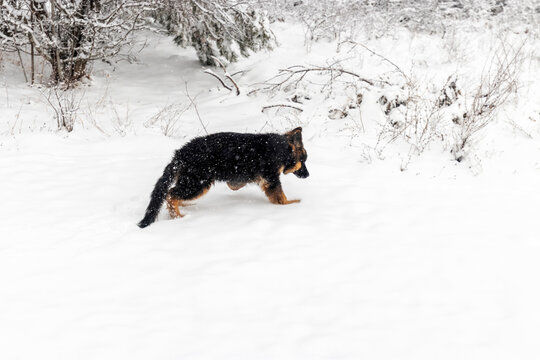 German Shepard, Igman, Bosnia and Herzegovina