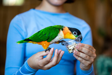 Black-headed Caiques parrot sitting on hand of obscured person © Olena Shvets