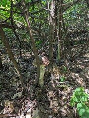 The tall mushroom Leccinum duriusculum is hidden in the bushes of a sunny forest