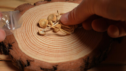 Psilocybin dry mushrooms on wood table background. Microdosing and non-traditional healing concept....