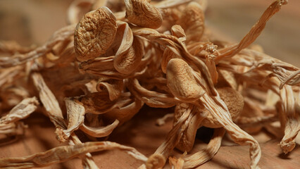 Psilocybin psychedelic magic mushrooms. Magic shrooms macro close up, micro-dosing concept, alternative medical therapy and treatment with natural remedies. Psychoactive hallucination dried mushroom.