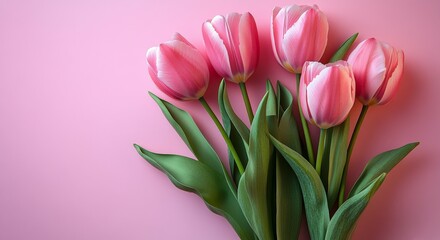 Obraz premium Wishing you a Happy Women's Day on March 8th. Pink tulips with a pink background