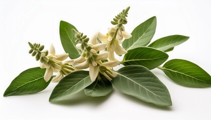 close up of ashwagandha flowers and leaves on white background herbs nature