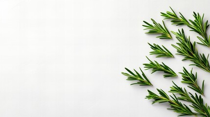 Fresh rosemary sprigs arranged on a white background.  A minimalist, natural image.