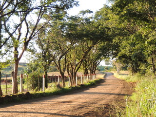 Path in the countryside - Jandaia do Sul - Paraná - Brazil