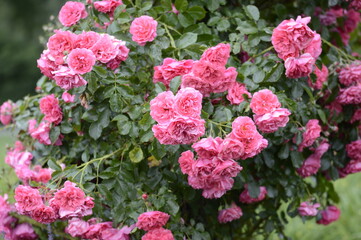 Closeup Rosa Heidetraum Noack 1988 with blurred backgroubd in summer garden