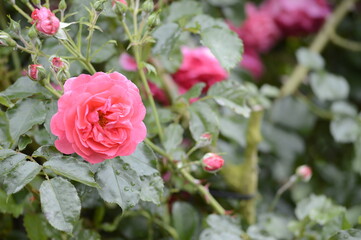 Closeup Rosa Heidetraum Noack 1988 with blurred backgroubd in summer garden