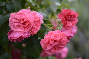 Closeup Rosa Heidetraum Noack 1988 with blurred backgroubd in summer garden