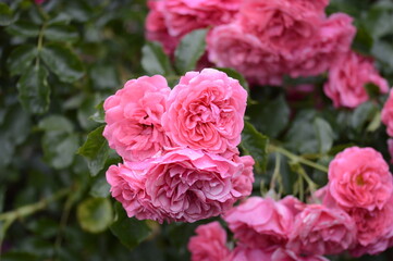 Closeup Rosa Heidetraum Noack 1988 with blurred backgroubd in summer garden