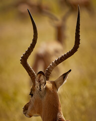 male impala antelope