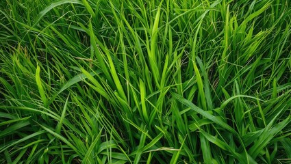 Fototapeta premium Lush Green Grass Texture Background Ideal for Nature and Outdoor-Themed Projects