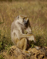 baboon sitting on the ground