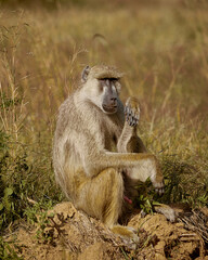 baboon sitting on the ground